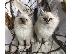 PoulaTo: Prekrasan mačić ExoticPedigree.